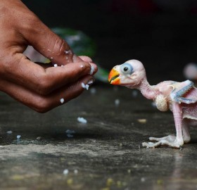 feeding baby parrot