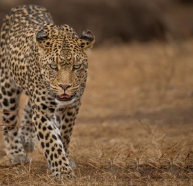 leopard walk, botswana