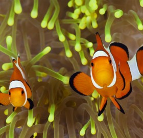 ocellaris clownfish pair