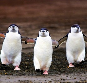 three chinstrap penguins walking