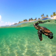tiny turtle swimming in the ocean, florida