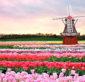traditional windmill in tulip field
