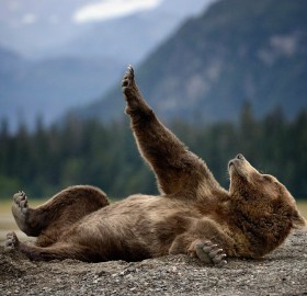bear enjoying his nails