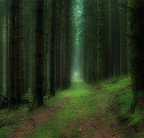 deep in the forest, france