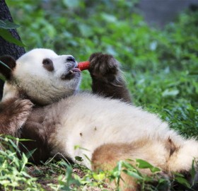 giant panda having a lunch break