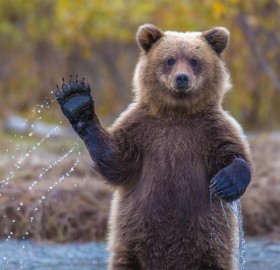 grizzly bear says hello, alaska
