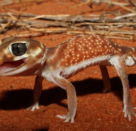 knob-Tailed gecko