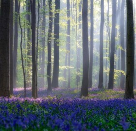 magical forest, belgium