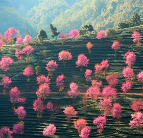 pink trees on the hillsides of china