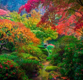 The Colors Of Japanese Garden In Portland