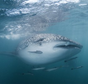 whale shark in the gulf