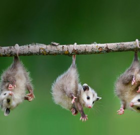 baby opossums hanging from tree branch