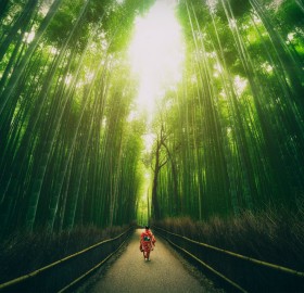 bamboo groves of arashiyama, japan