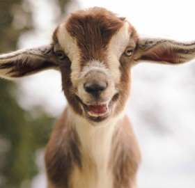 cute mini nubian goat