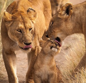 family of lions, tanzania