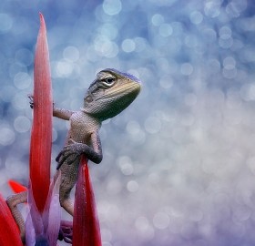 lizard on a flower