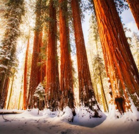 sequoia national park in winter