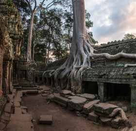 tree on the stone, ta prohm temple, cambodia