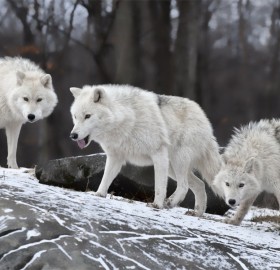 white wolf pack