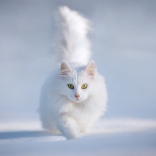 white cat in the snow