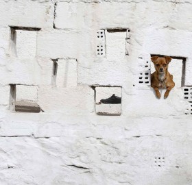 a dog in a wall