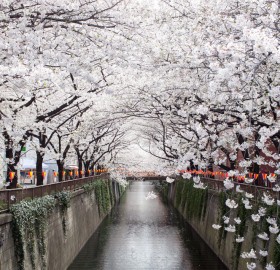 amazing nakameguro canal, japan