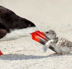 black skimmer and a baby chick