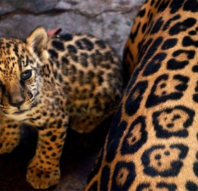 leopard baby and mother