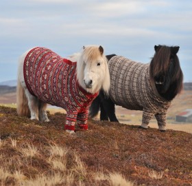 ponies in sweaters, scotland