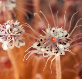 ringed tubularia, the underwater pink flowers