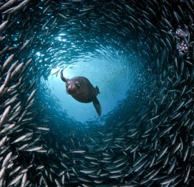 sea lion swim through a tunnel of fish