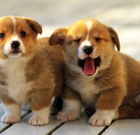 two corgi puppies