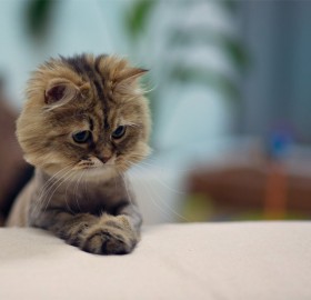 cute “mini lion” kitten