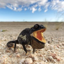 namaqua chameleon, namib desert