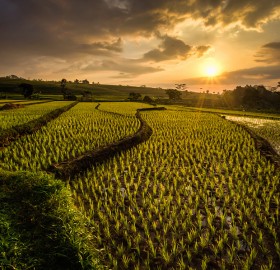 ricefields of ngawi, java, indonesia