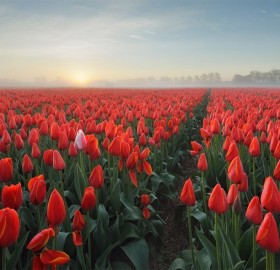 sea of tulips, holland