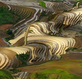 shiny rice terraces, vietnam