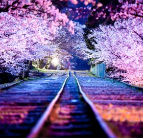 spectacular cherry blossoms at night, japan