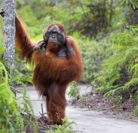 the great thinker, orangutan