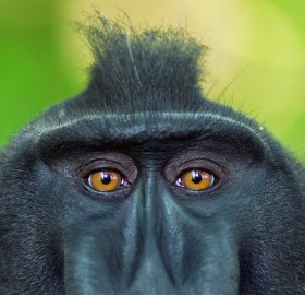 crested macaque from indonesia