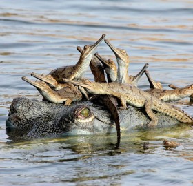 crocodile family gathering