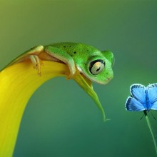 frog and butterfly friendship