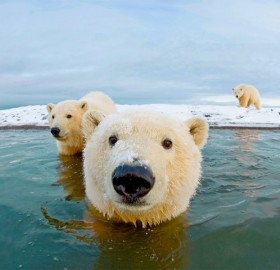 hello, we are polar bears