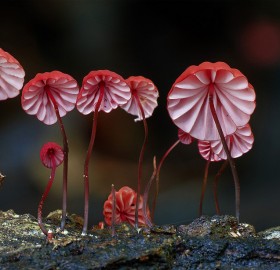 red marasmius mushrooms