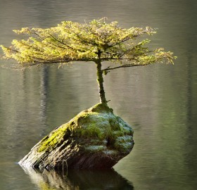tree growing on a log
