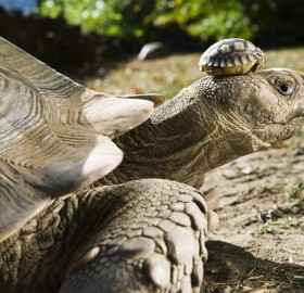140 year old turtle mom with her 5 day old son