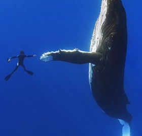 diver shake hands with a giant whale