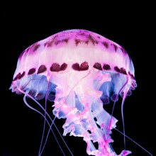 fluorescent jellyfish of dark waters