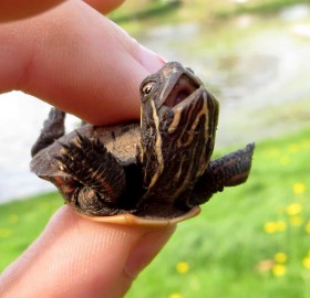 happy little turtle
