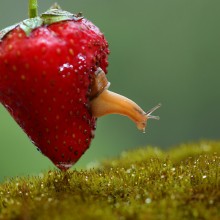 snail living inside strawberry